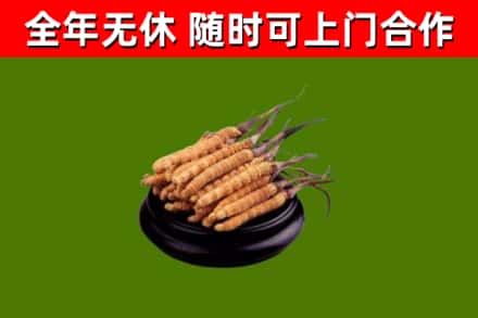 会理县回收冬虫夏草