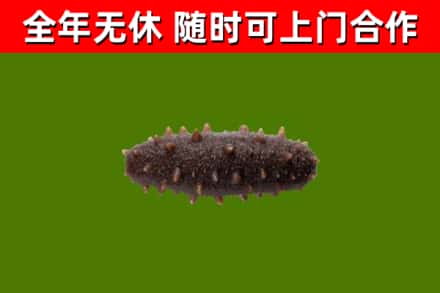 会理县回收海参干
